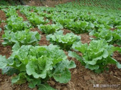 大白菜包心结实增产措施 大白菜怎样能快速包心成熟