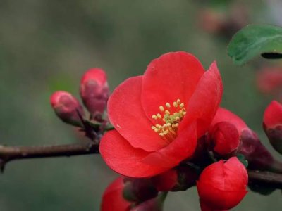 海棠扦插时间 海棠扦插生根最快方法