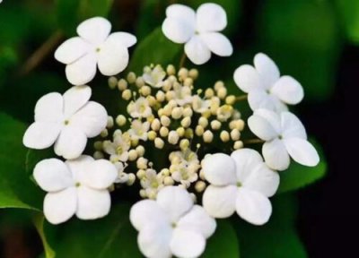 琼花什么时候开花 开花季节在几月