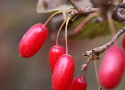 越椒类型与属性 越椒是什么植物类别