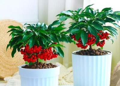 金玉满堂花的养殖方法和注意事项 金玉满堂盆景怎样养