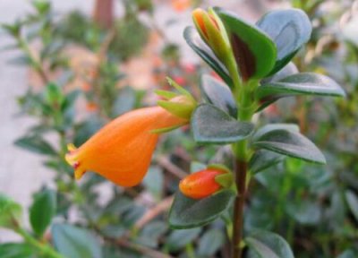 金鱼花有毒吗 放家里、室内或者卧室养有害吗