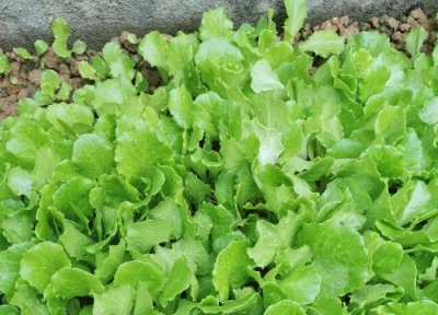 生菜储存方法 生菜保存方法