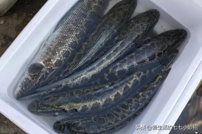 肉多刺少的鱼有哪些 刺少肉嫩好吃的五种鱼分别是什么鱼