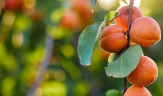 杏能不能和西瓜一起吃 杏和西瓜是否可以一起吃呢