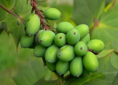 胖大海是植物吗 属于梧桐科植物