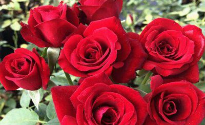 花店买的玫瑰一般能放几天 花店买来鲜花怎样可以保持新鲜