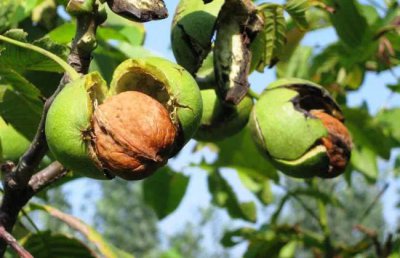 核桃什么季节成熟采摘上市 栽种核桃高产量的六大技巧