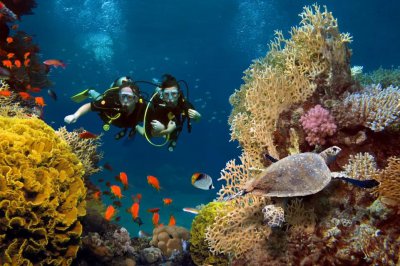 珊瑚是什么生物 海中的珊瑚到底是动物还是植物呢