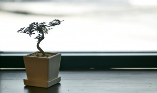 床头靠墙能放什么植物 床头靠墙放哪些植物好