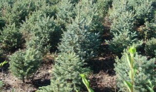 云杉适合什么季节播种 云杉适合哪个季节播种