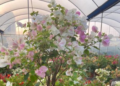 春季怎么养三角梅 春天如何养护三角梅呢