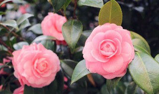 冬天怎么进货盆栽 盆栽花卉怎样进货