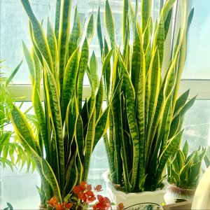 虎皮兰用什么肥料长得快 如何制作虎皮兰需要肥料养的好