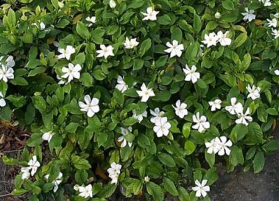 小叶栀子花好养吗 家庭养法和注意事项