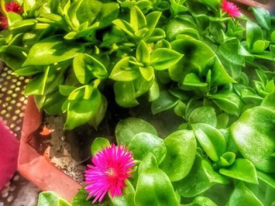 没太阳的墙根下种些什么植物 阳光照不到地方种什么