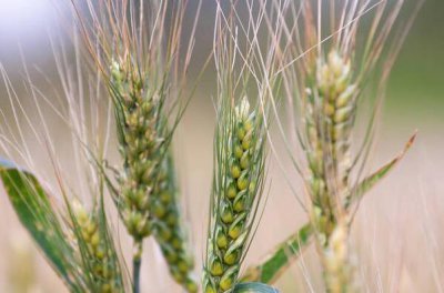 粮食亩产量一般多少斤 粮食作物亩产量及利润分析