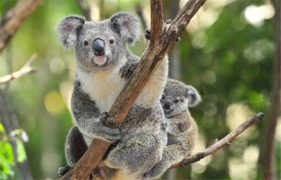 世界上最爱睡觉的动物排名 自然界睡眠时间最长的动物