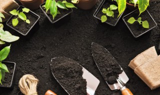 人工茯苓种植方法 怎么种植茯苓