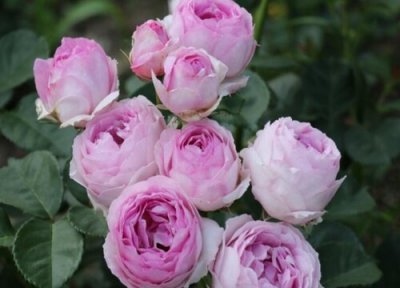 维萨里月季是藤本还是灌木 维萨里月季属于藤本还是灌木