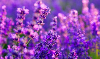 客厅适合摆放的花 有哪些花适合客厅摆放