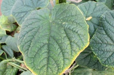 黄瓜叶黄不长什么毛病 黄瓜光长叶子不长黄瓜长怎么回事