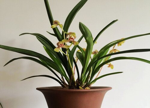 三伏天的兰花越长越瘦如何进行改善