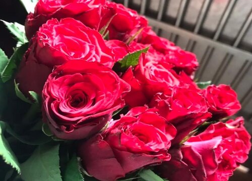 玫瑰几月份开花