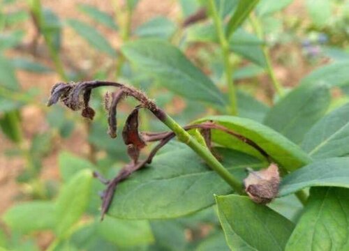 蓝莓炭疽病的发病原因及治疗方法