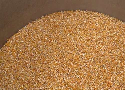 玉米酿酒方法和步骤