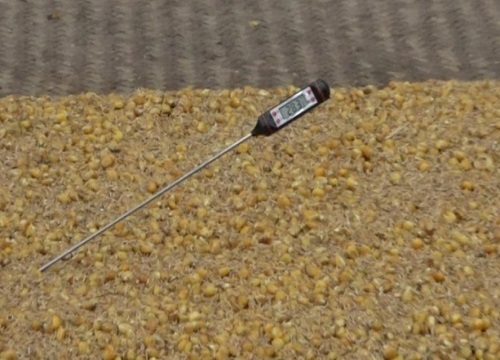 玉米酿酒方法和步骤