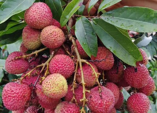 澳门盛产什么水果