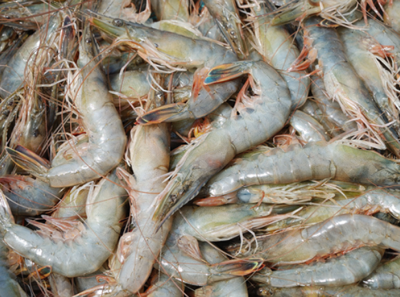 适合吃海鲜的季节是几月份