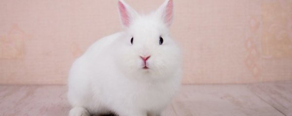 宝宝梦见小兔子是什么意思