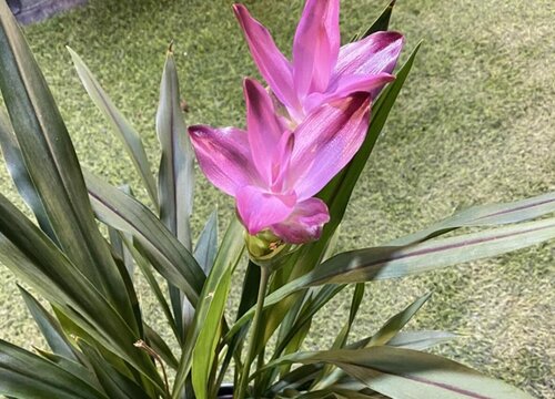 姜荷花怎么过冬天