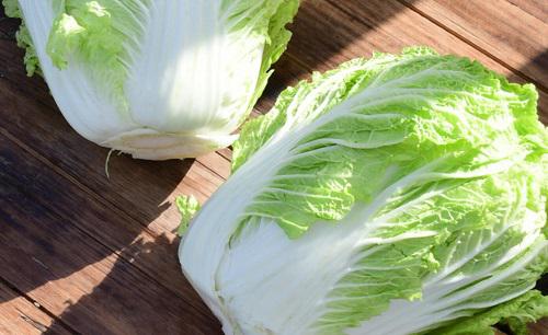 大白菜哪个品种产量高好卖