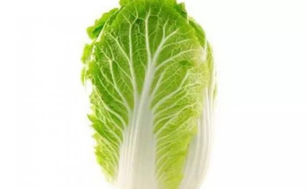 大白菜哪个品种产量高好卖