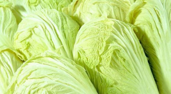 大白菜哪个品种产量高好卖