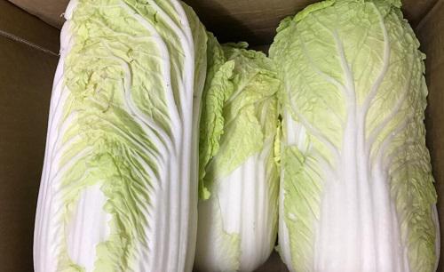 大白菜哪个品种产量高好卖