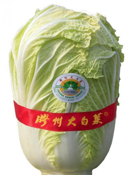 大白菜哪个品种产量高好卖