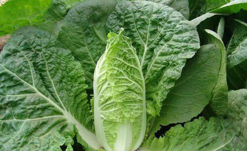 大白菜哪个品种产量高好卖