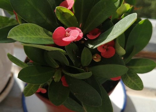 虎刺梅致癌为什么还那么多人养