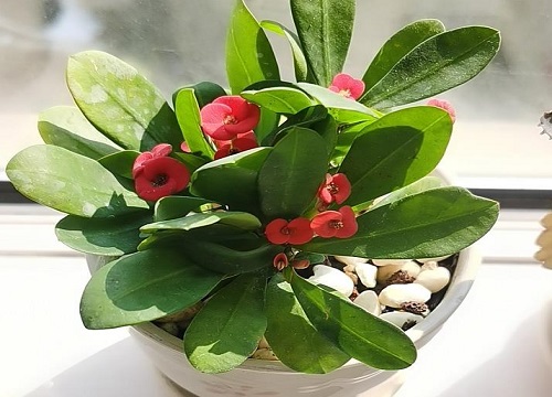 虎刺梅致癌为什么还那么多人养