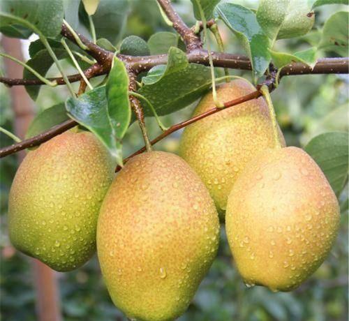最新最好的梨树苗有哪些品种