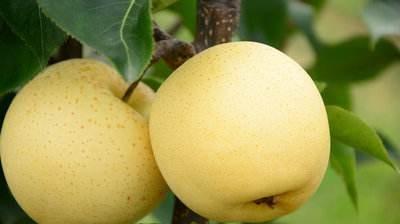 最新最好的梨树苗有哪些品种