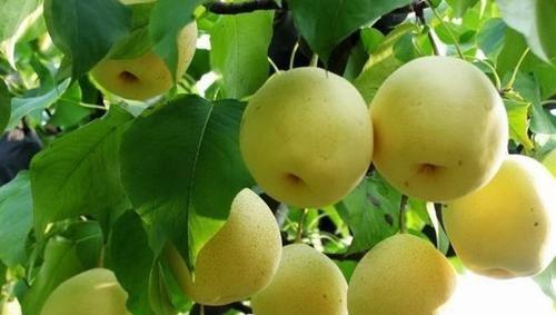 最新最好的梨树苗有哪些品种