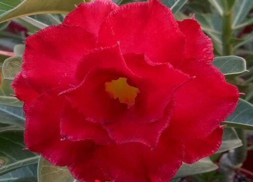 沙漠玫瑰如何养才有开花能力