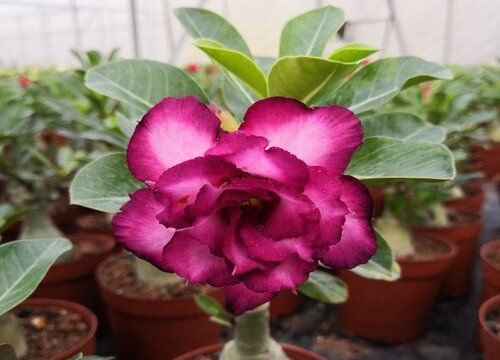 沙漠玫瑰如何养才有开花能力