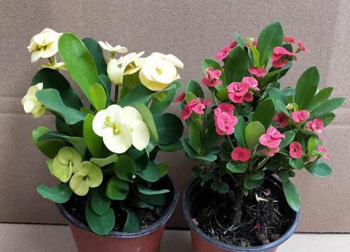 虎刺梅夏天养护要注意些什么就会花开不断