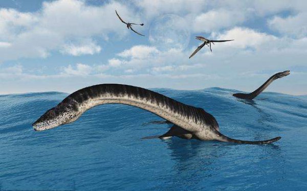 海洋霸主都是什么动物